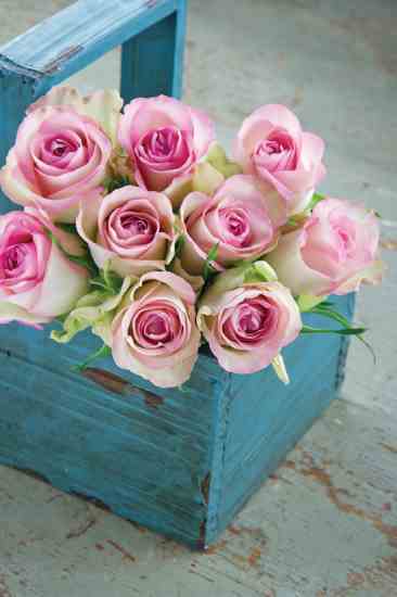 Fresh-cut roses from the garden look beautiful in a colorful, weathered-looking wooden box.